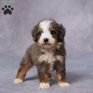 Cora, Mini Bernedoodle Puppy